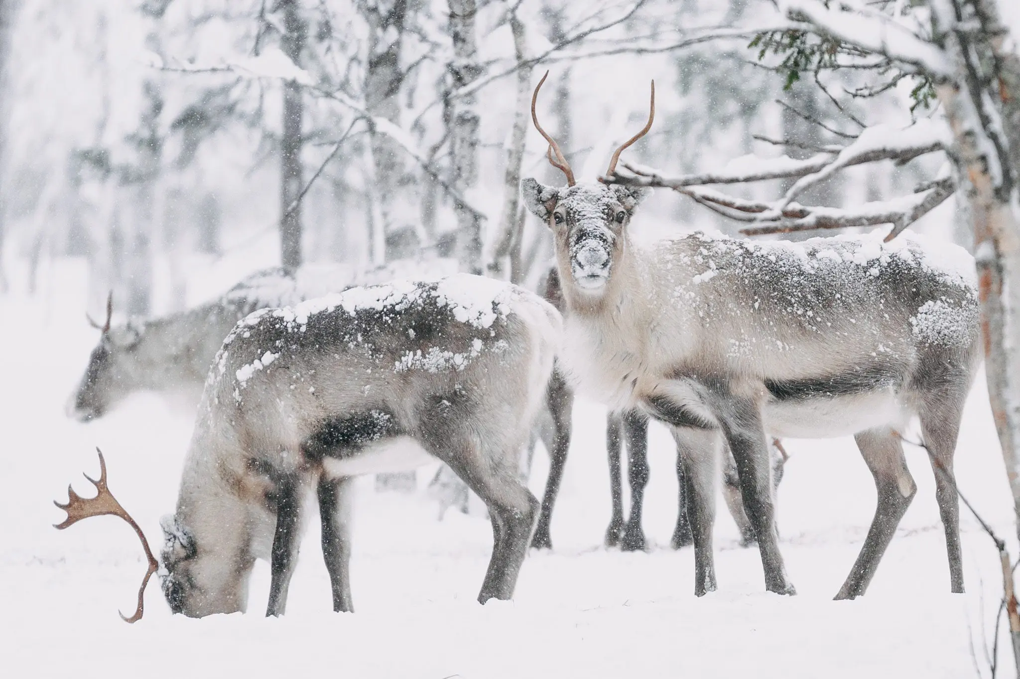 Laponie finlandaise