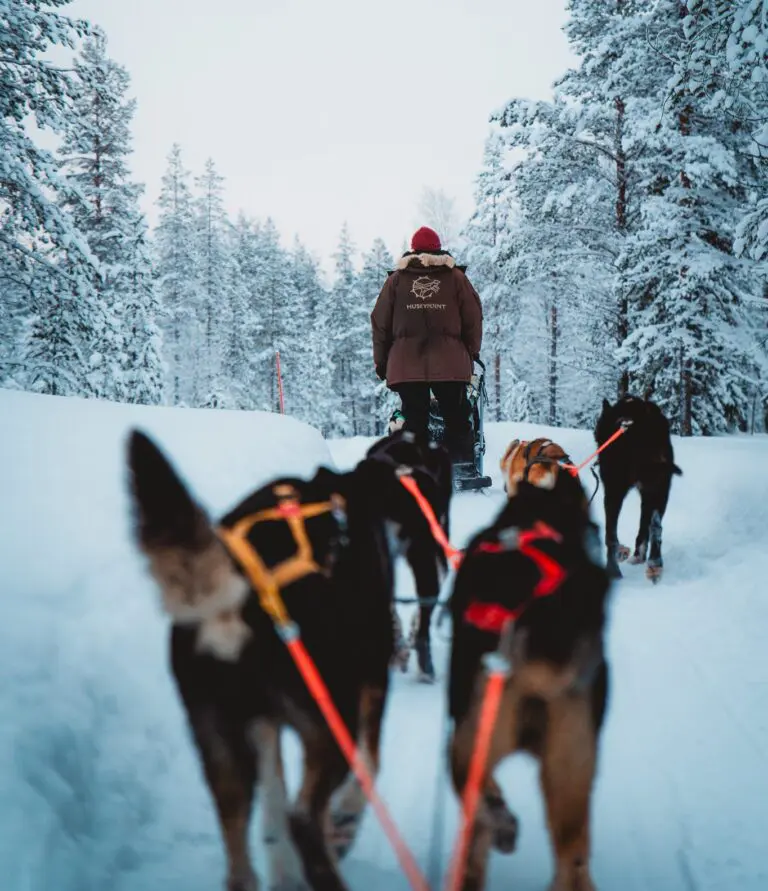 huskies
