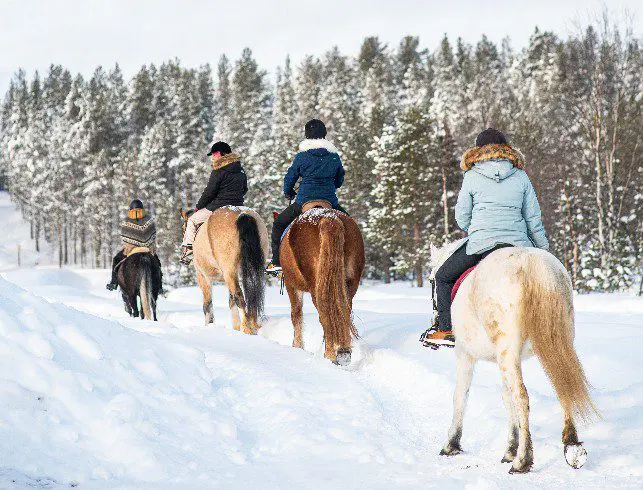 Équitation en Laponie