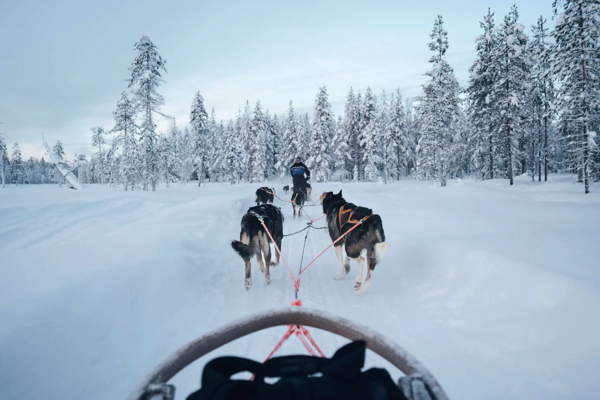 Husky Safari Laponie