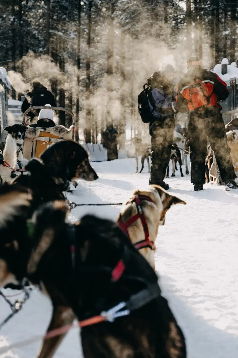 Safari en traîneau à chiens en Laponie finlandaise