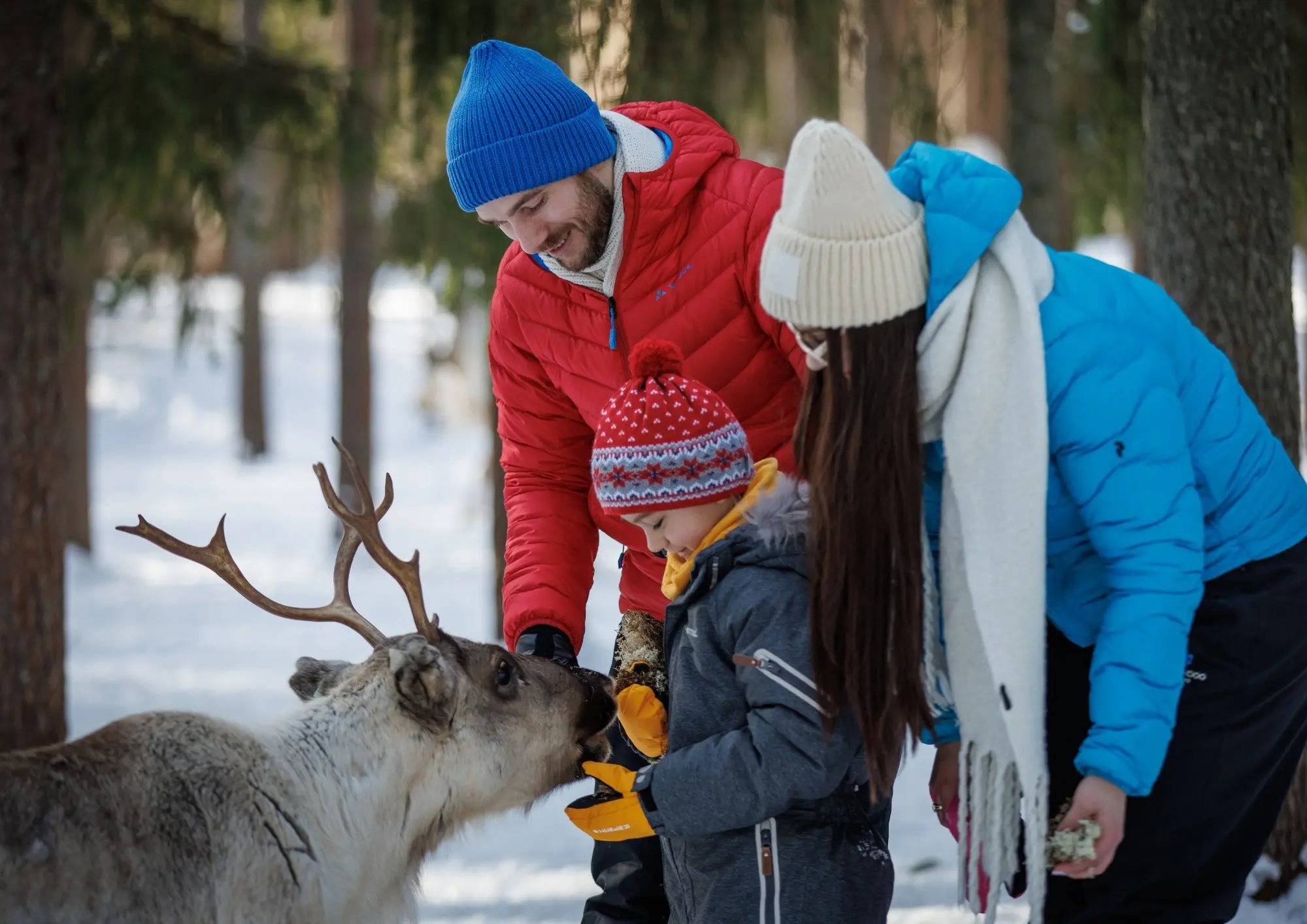 famille avec enfant au renne en Laponie