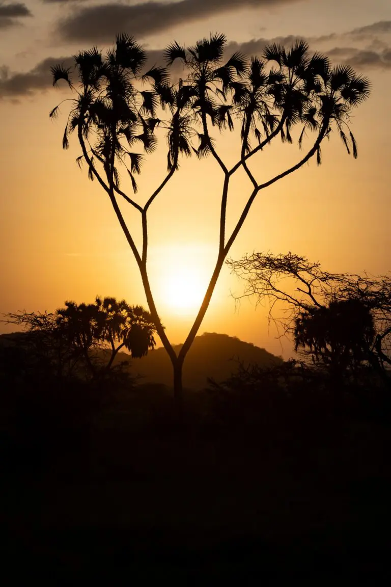 silhouetted palm trees against a vibrant african sunset